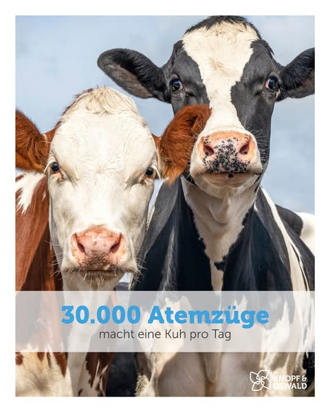 dr-knopf-oswald.de Construction & Tools ad example