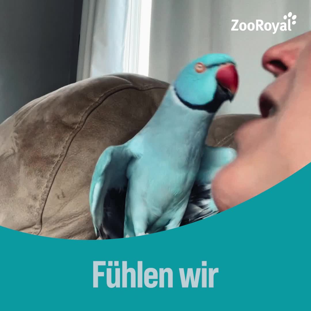 ZooRoyal Pet & Animal ad example
