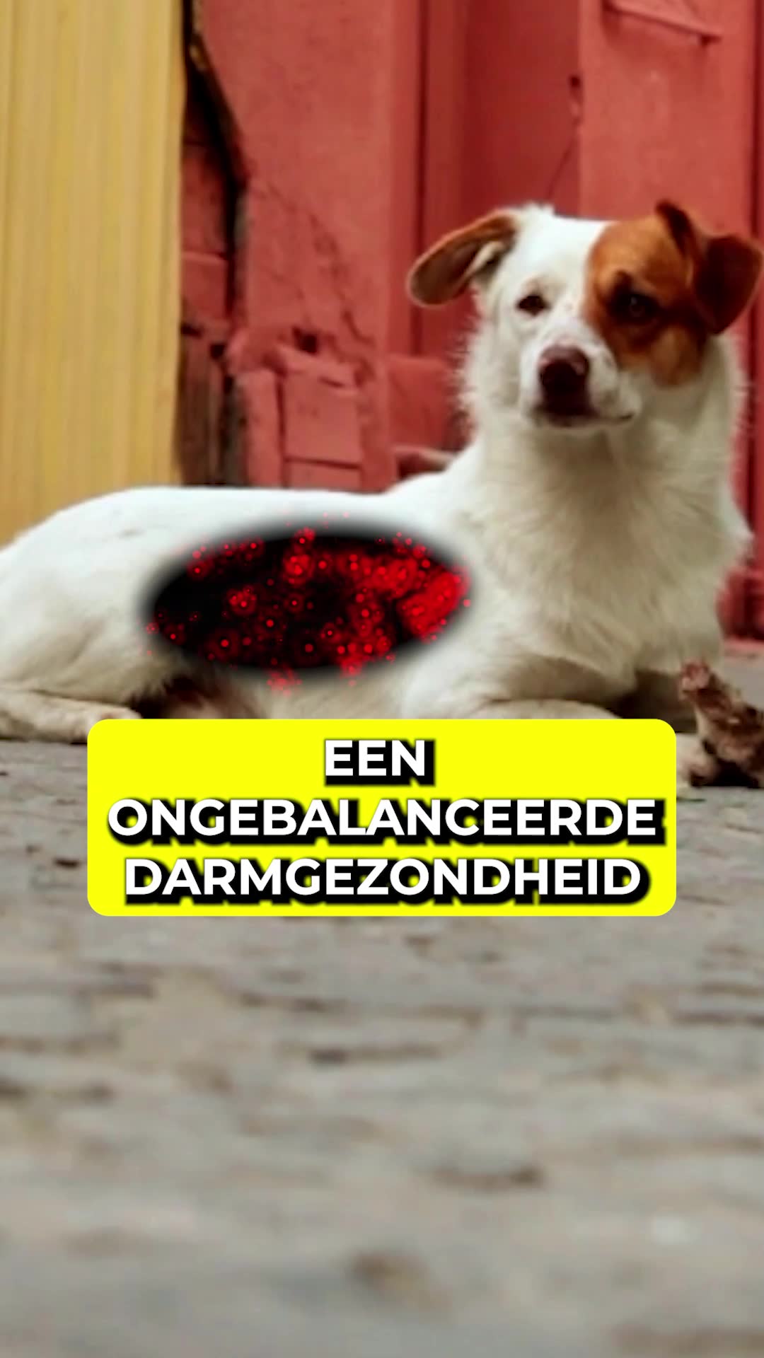 DogSuppy Pet & Animal ad example
