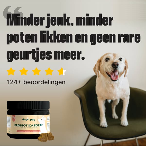 DogSuppy Pet & Animal ad example