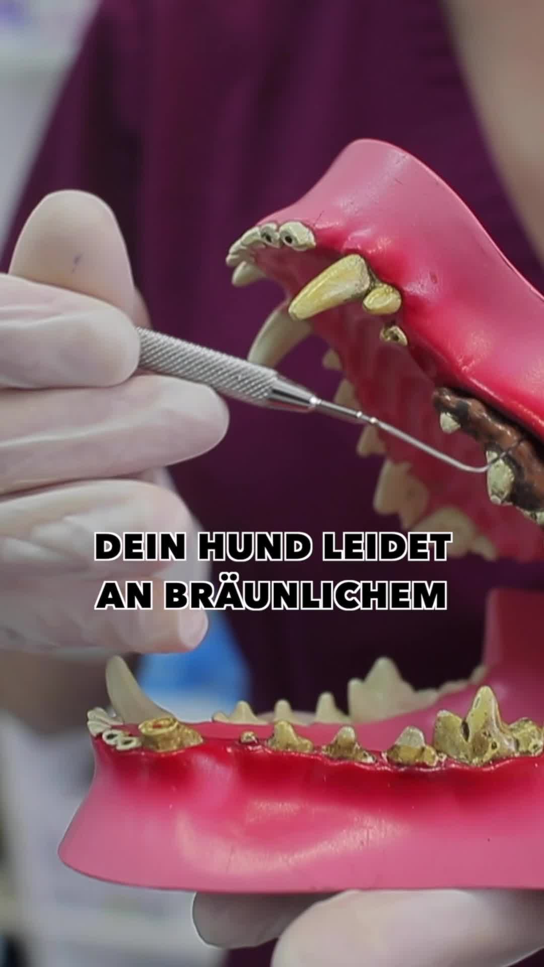 Tierliebhaber Pet & Animal ad example