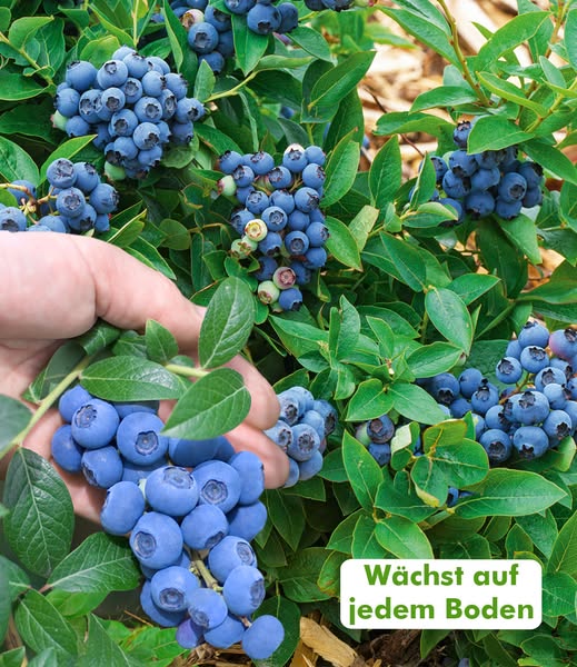 BALDUR-Garten Garden ad example