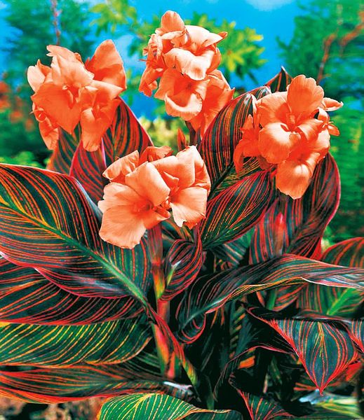 BALDUR-Garten Garden ad example