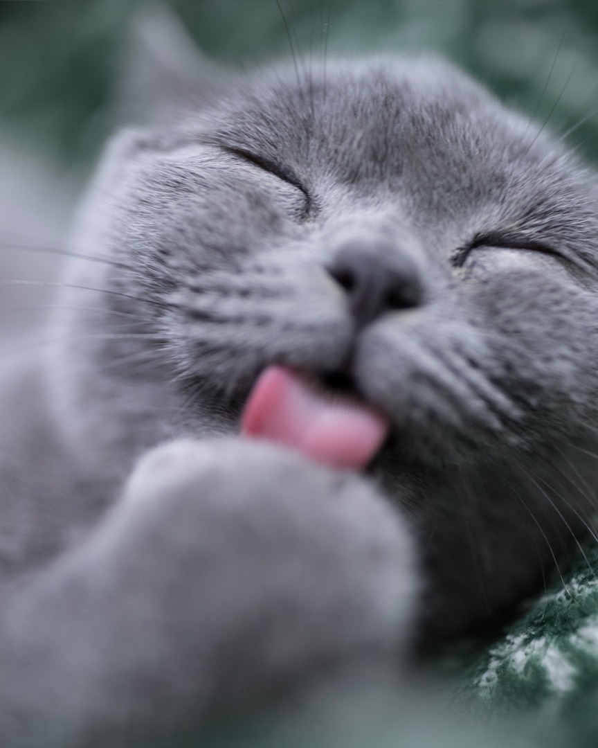 Pets Deli Pet & Animal ad example